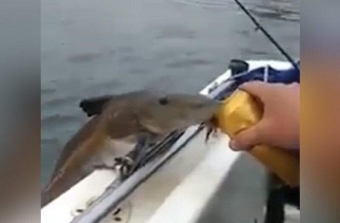 fish_