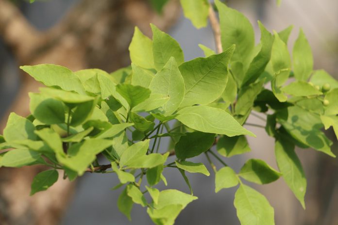 bael leaves