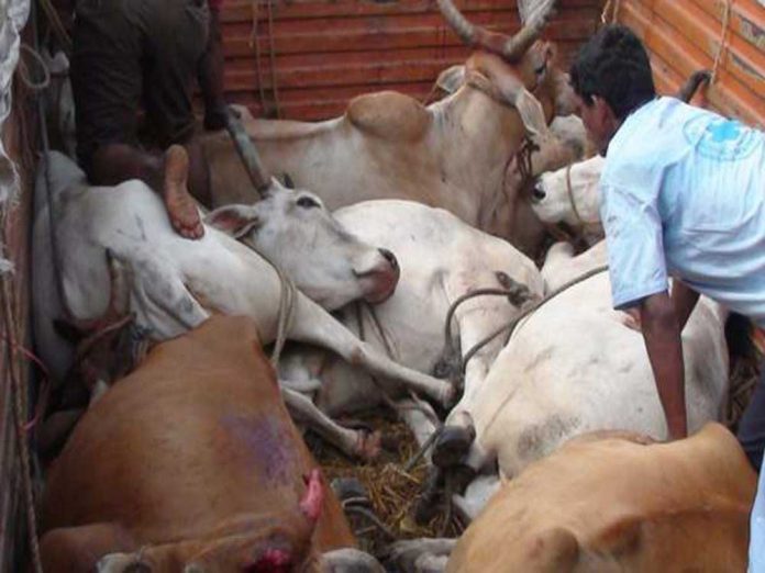 cow smuggling