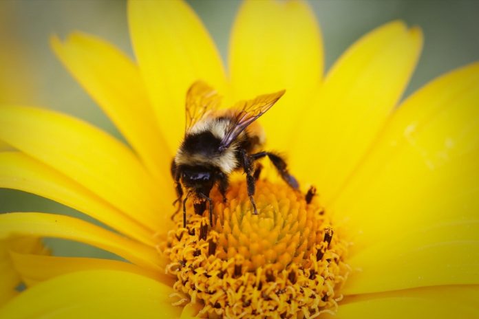 bee