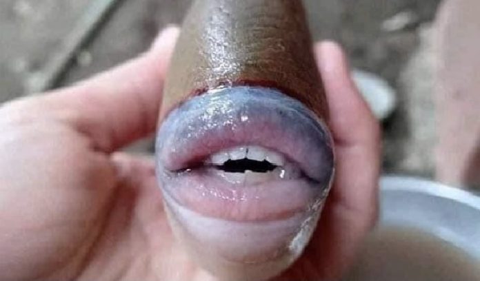 fish