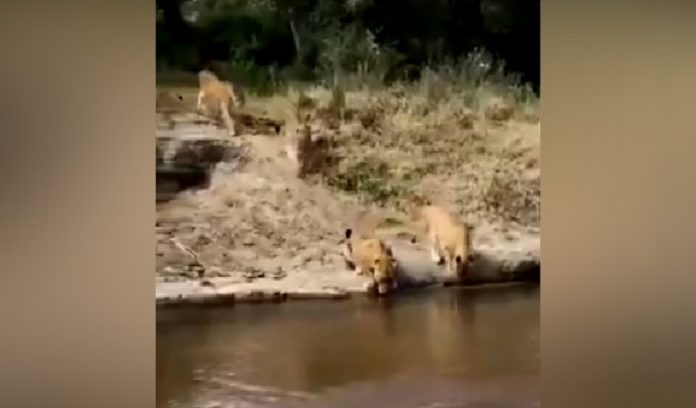 lion