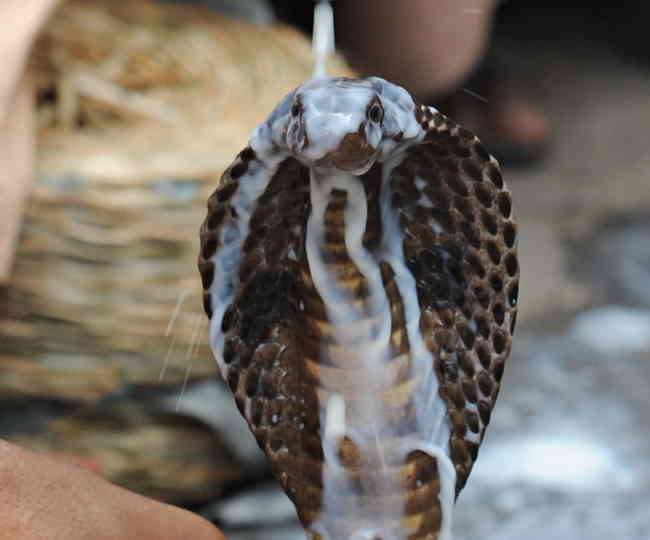 nag-panchami