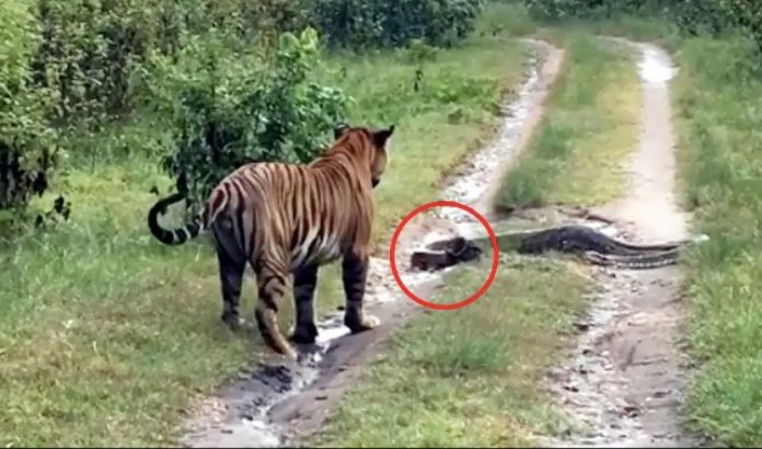 tiger