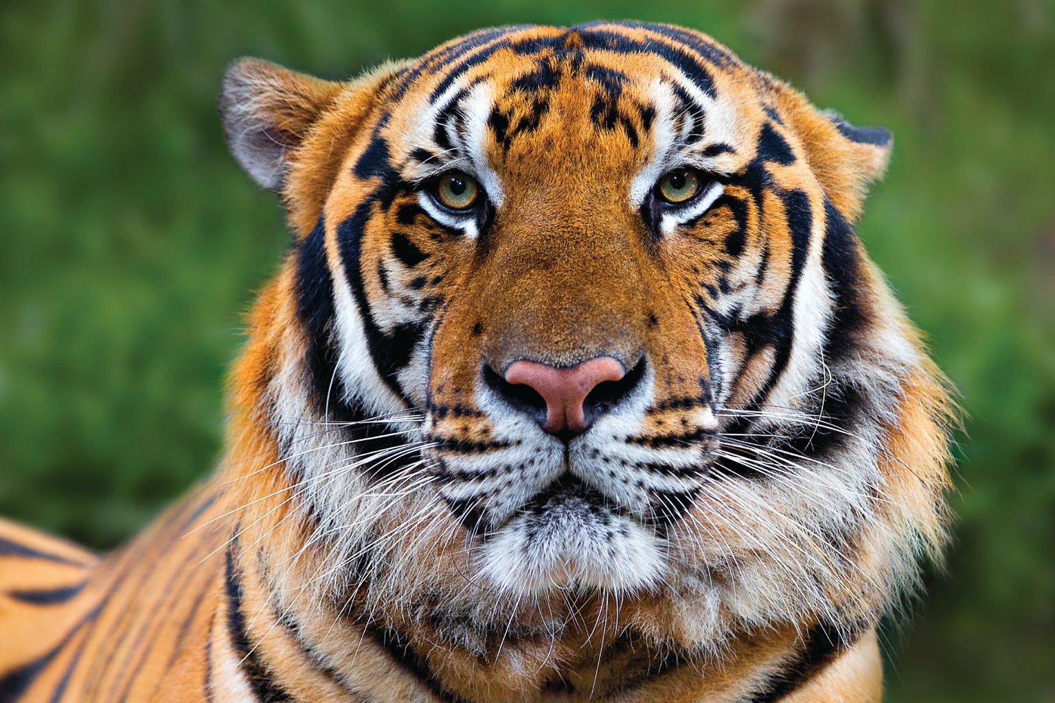 tiger2