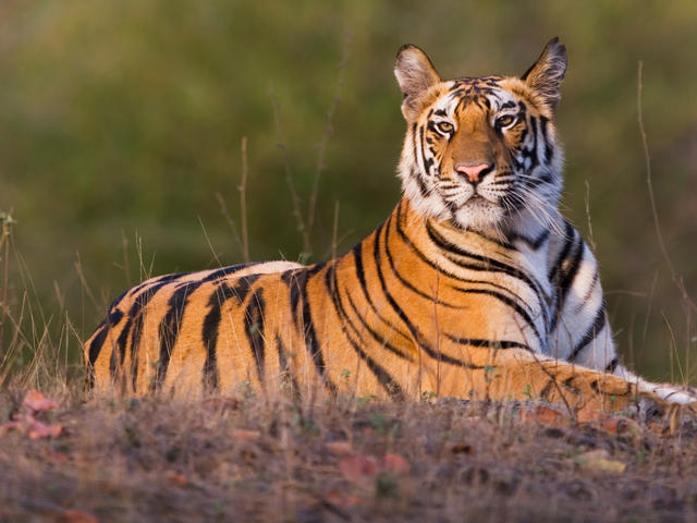 tiger3