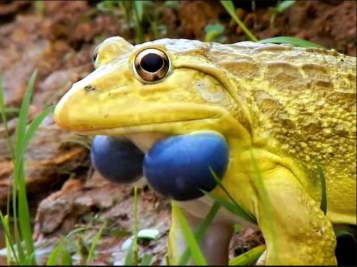 yellow frogs