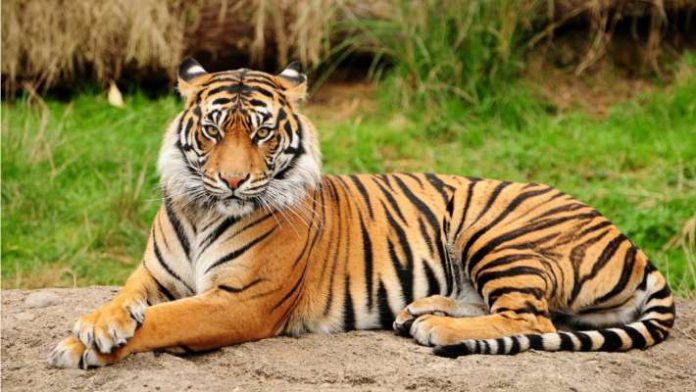 Sundari-tigress