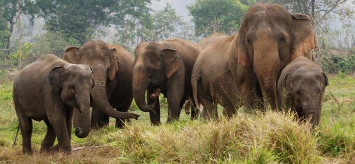 elephant