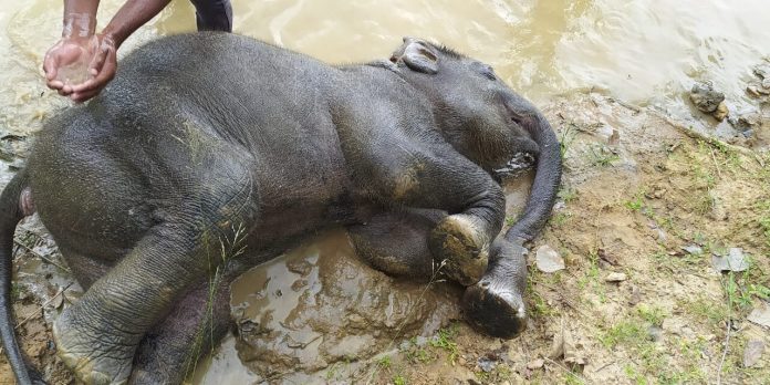 elephant dead