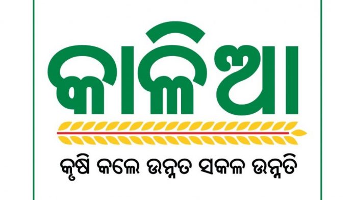 kalia yojana