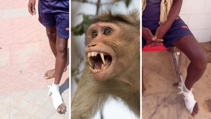 monkey