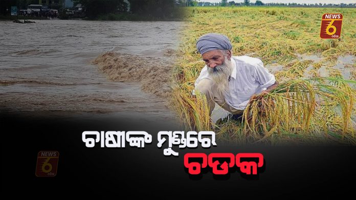 paddy fields