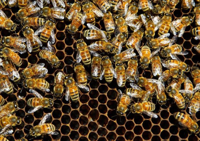 bee