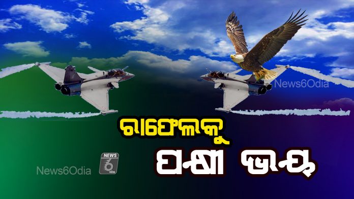 birds 02