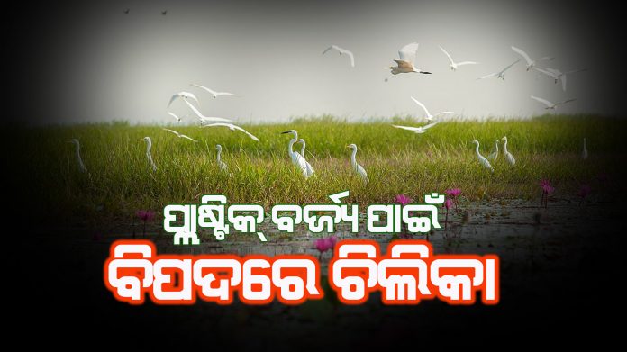 chilika