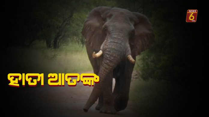 elephant 02