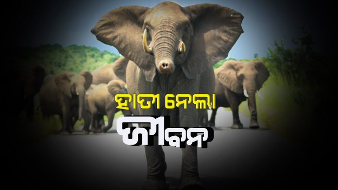 elephant