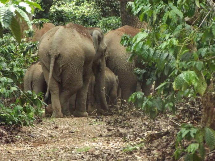 elephant
