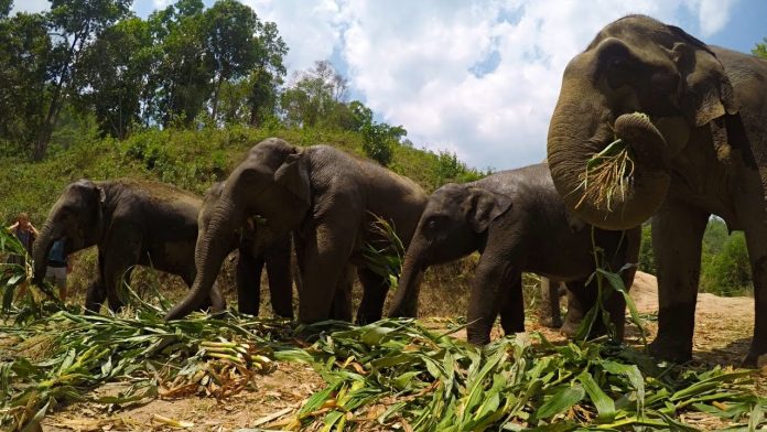 elephant