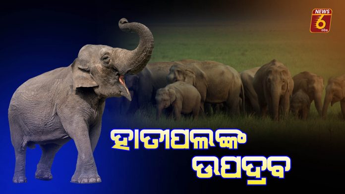 elephant