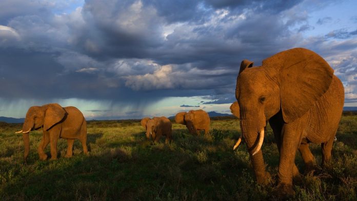 elephent
