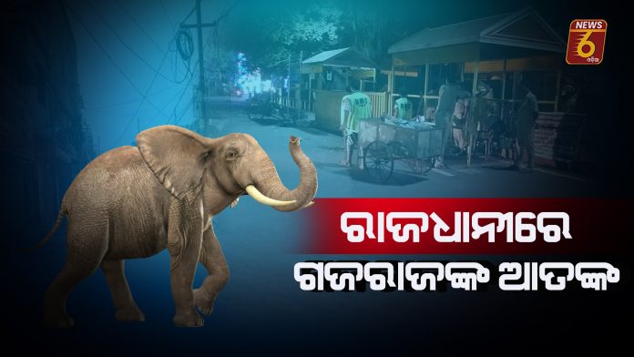 elephent