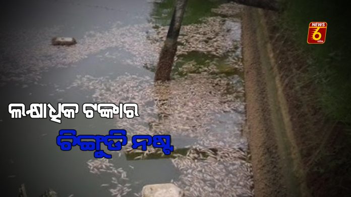 poison prawan