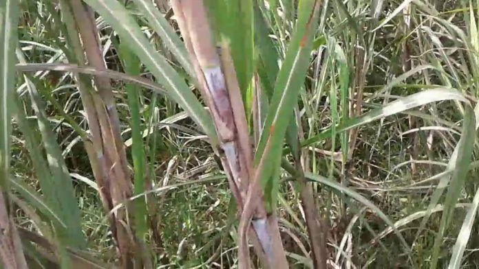 paddy fields