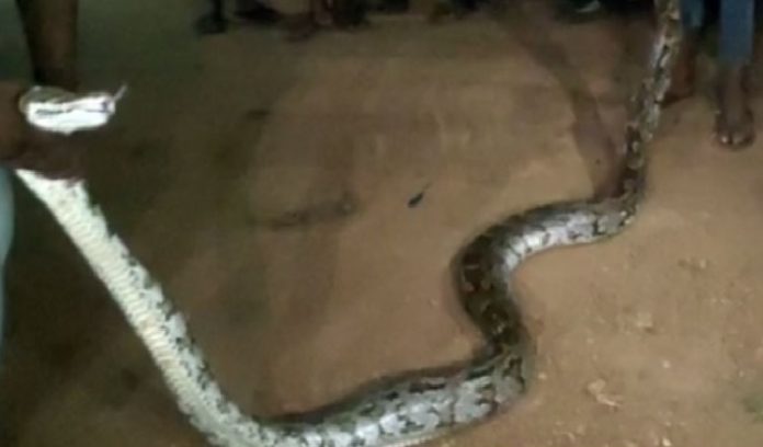 snake