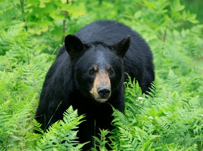bear