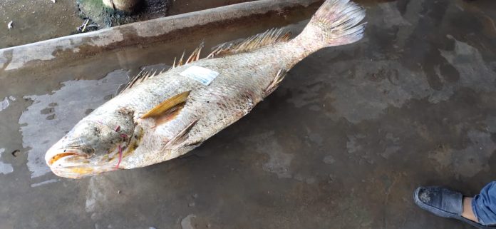 big fish