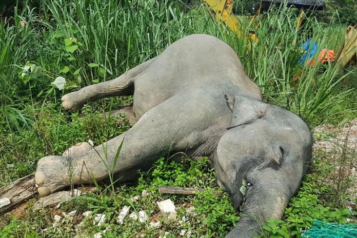 elephant