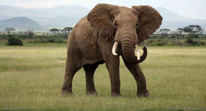 elephant