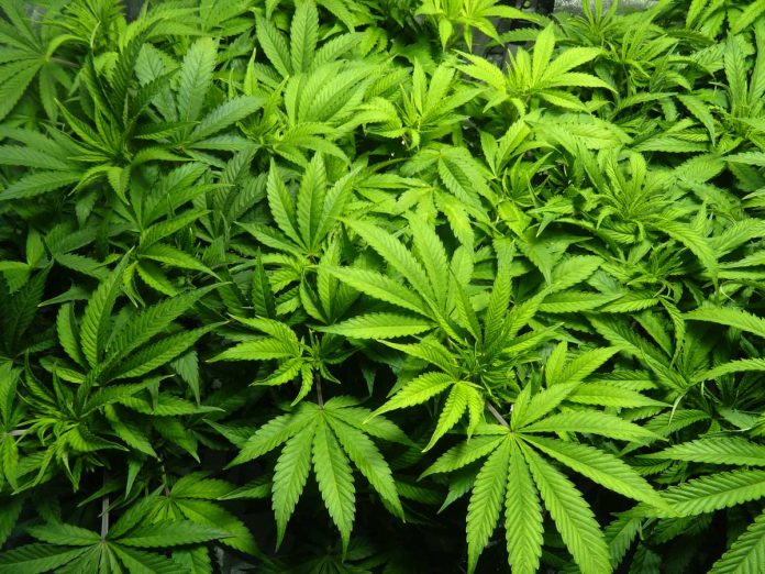 ganja