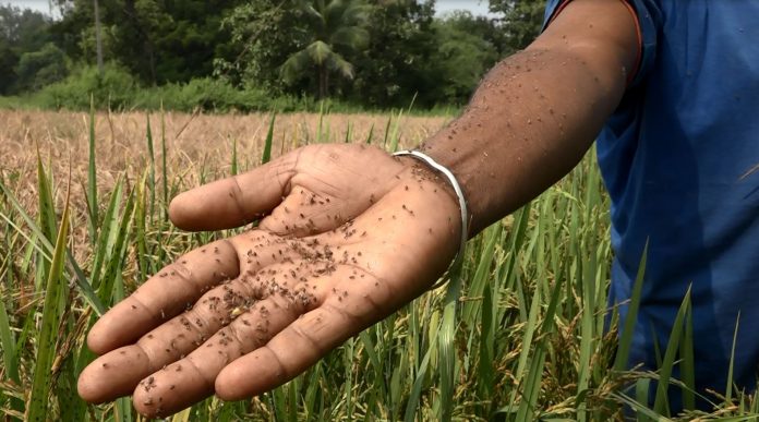 paddy fields