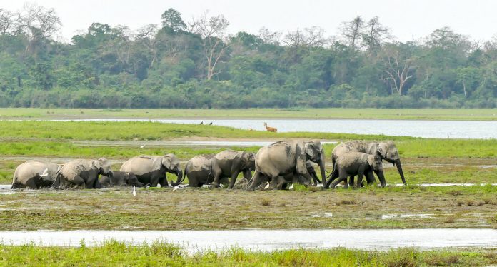 Elephants