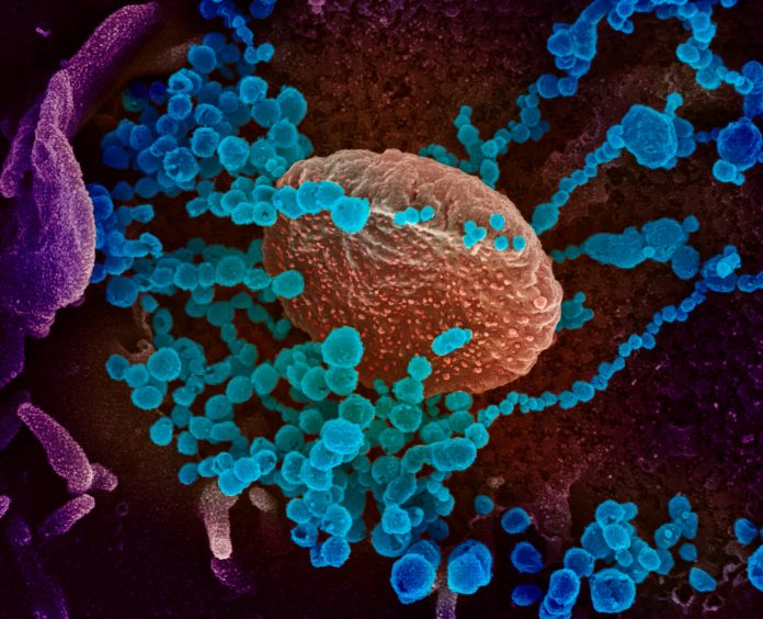 -coronavirus