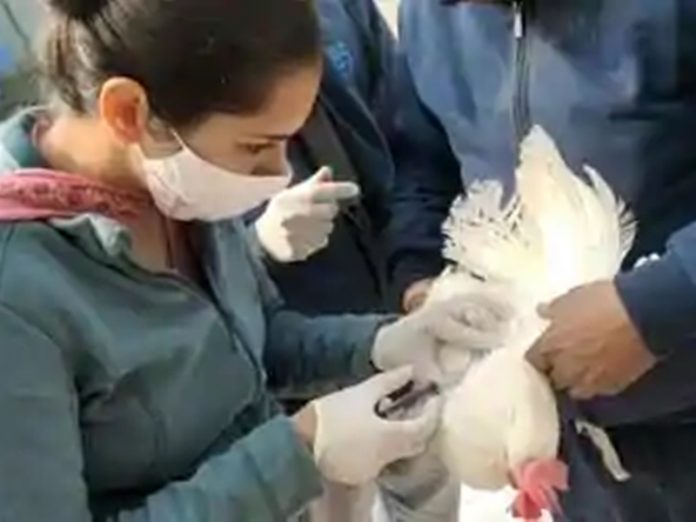 -bird_flu_live_updates