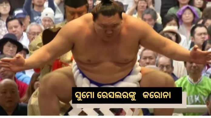 sumo